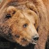 brown_bear_by_brijome-d7cr0pg.jpg