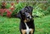 Swiss Mountain Dog.jpg