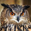 rsz_200066-european-eagle-owl.jpg