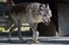 grey_wolf_by_xwauforceflow-d478ljm.jpg