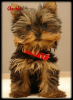 BeFunky_lovely-yorkshire-terrier-photo.png.png