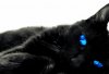 The_Real_Black_Cat_by_tatumtxi1-1_kindlephoto-49363329.jpg