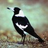 Magpie.jpg