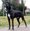 Great Dane.jpg