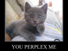 lolcat-perplexed-380x285.png