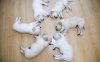 cute-puppies-wallpaper-1280x800-1001037-1.jpg