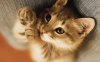 pictures-of-cute-cat-635698657382597013-13024.jpg