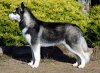 250px-Siberian-husky.jpg