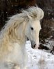 Elegant-Horse-with-Blonde-Hair.jpg