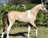 saddlebred-arabian-horse.jpg