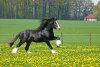 wpid-shire-horse.jpg