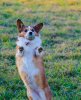 corgi-play-with-ball-cute-dog.jpg