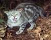 feral-cats-400.jpg