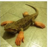 lizard10.png