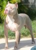 american-pitbull1.jpg