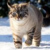 Cat-On-The-Prowl-avatars.alphacoders.com-1.jpg