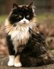 calico-cat-3.jpg