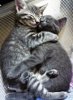 http _4.bp.blogspot.com_-EvhxPx3Cbjc_ULdjxxPsXcI_AAAAAAAAv7c_4jlu3Il6d-c_s1600_kitten_hugging_...jpg