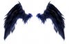 Crow Wings.jpg