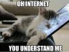 144168-cats-internet.jpg