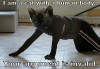 cat-human.png