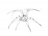 drawn-spider-insect-13.jpg