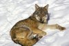 European-Wildlife-Wolf-Snow-Finland-Carnivore.jpg