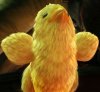 baby chocobo.jpg