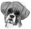 Dog Sketch 2.png