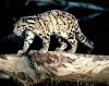 clouded_leopard_2.jpg