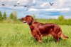 Irish-Setter.jpg