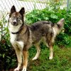 german-shepherd-husky-mix_1.jpg