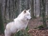 white_wolf_standing_eyes_closed_stock_by_angelstock22-d6zc06h.jpg