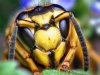 Face_of_a_Southern_Yellowjacket_Queen_(Vespula_squamosa).jpg