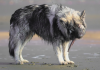 dire wolf.png