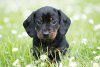 black-dog-names-01.jpg