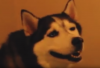 husky.png