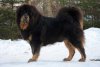 tibetan-mastiff-4.jpg