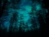 Forest-At-Night-29.jpg