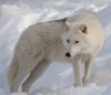 Arctic-Wolf-2.jpg