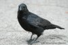 Carrion-Crow77146.jpg