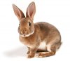 rabbit-stats_490.jpg