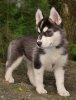 siberian_husky_puppy.jpg