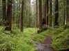 Creek_and_old-growth_forest-Larch_Mountain.jpg