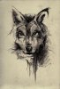 wolfpack_by_gothvm-d5ql36s.jpg