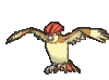 pidgeotto.gif