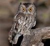 Whiskered_ScreechOwl_KK_APA_2011_19397_152438_ChristianMoynihan.jpg