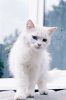 pretty_albino_cat_by_fuzzy_blue_light-d4ydquo.jpg