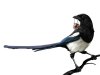 magpie.jpg