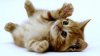 Cute-Kittens-1-Wallpaper-HD.jpg